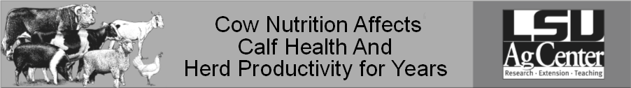 Cow Nutrition Affects Calf Health.png thumbnail